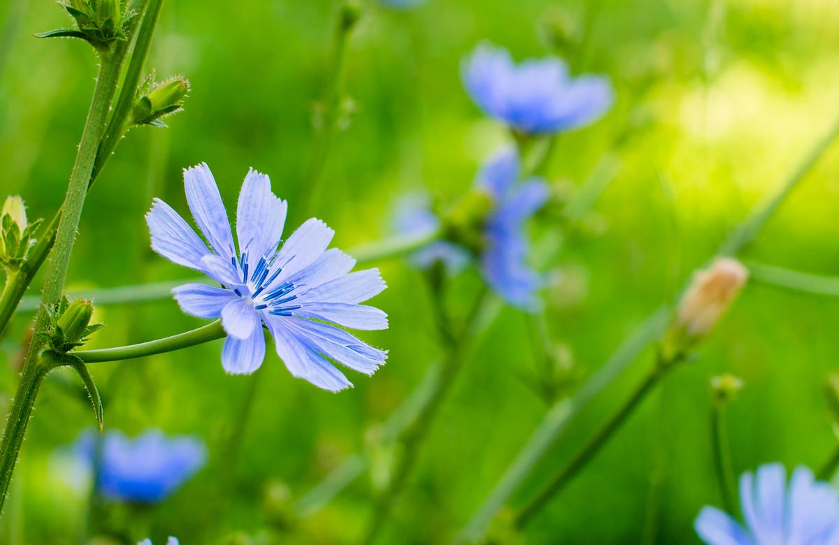 Bachblüte Chicory, Wegwarte